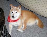 chiko