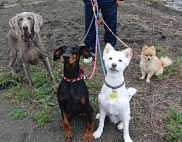 4dogs