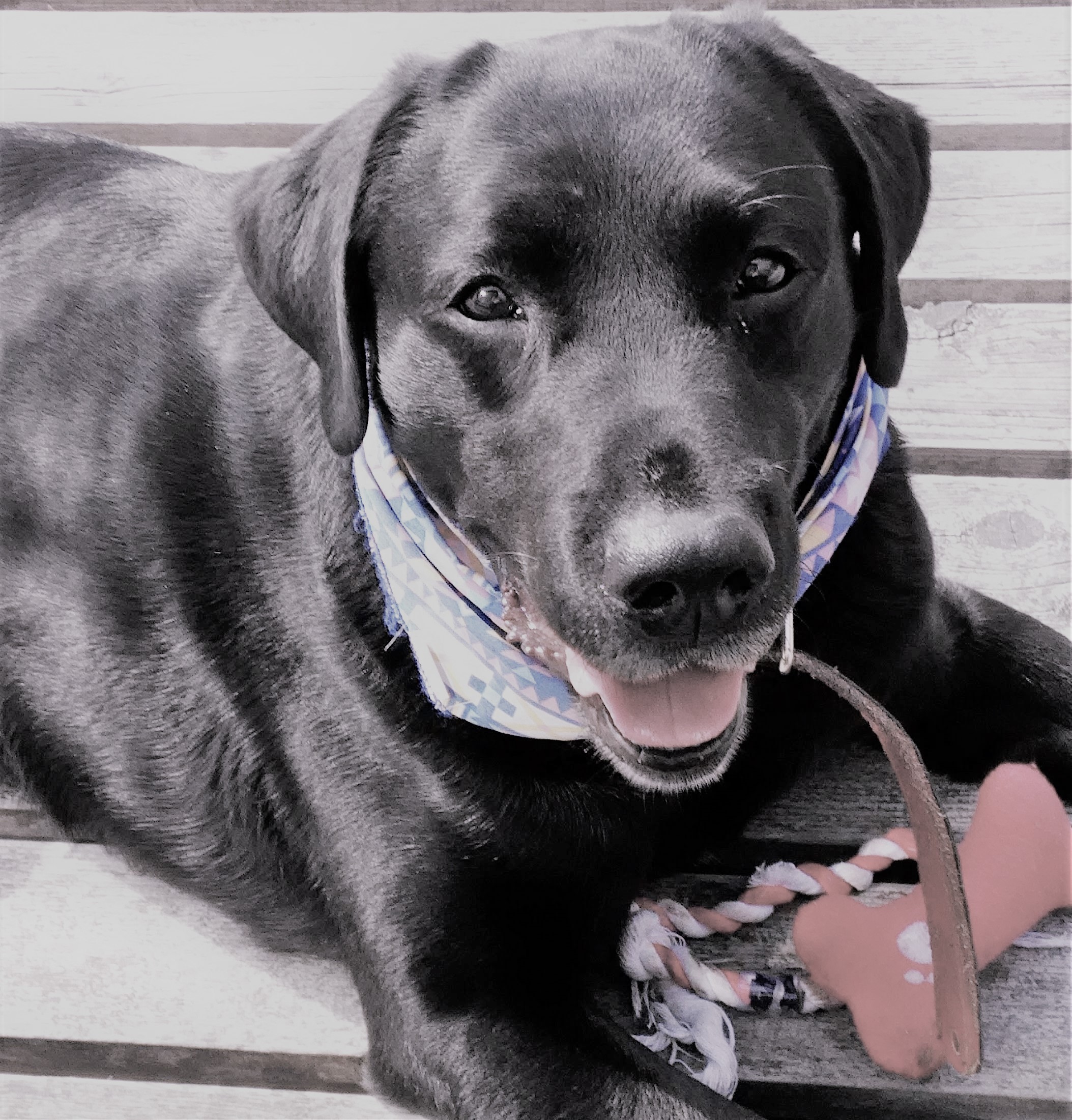 ペットと泊まれるこだわりの宿バイロンの写真集